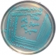 питательный агар для выделения листерий 0.25 кг 